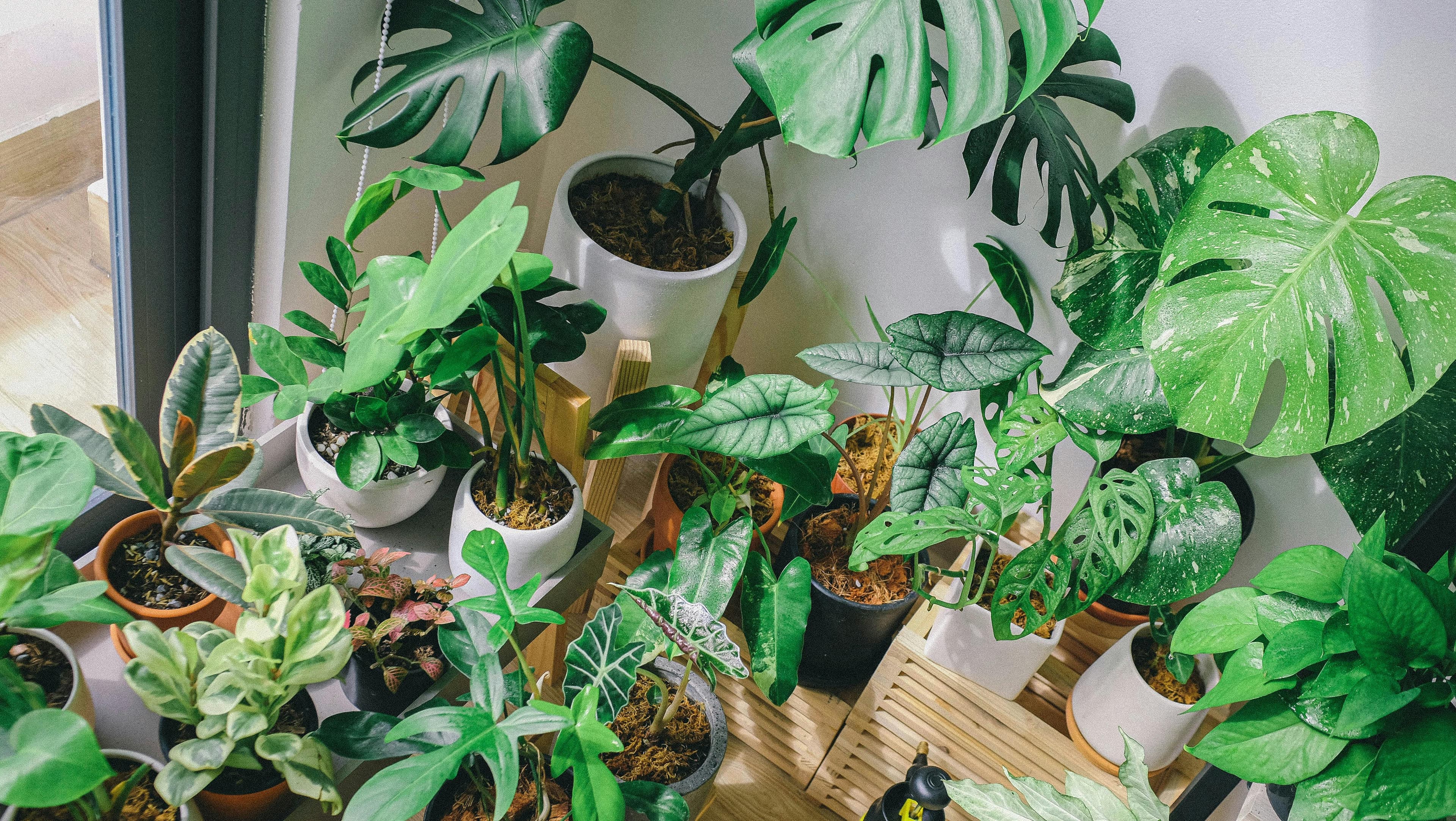 Featured plant